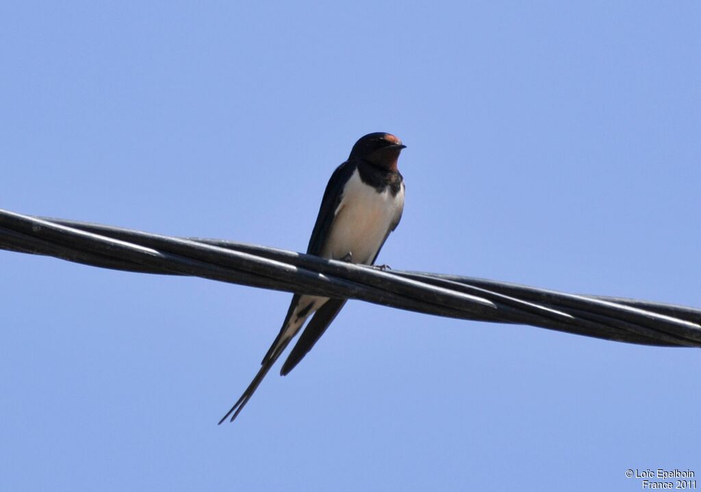 Barn Swallow