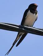 Barn Swallow