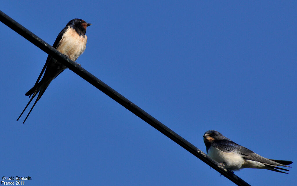 Barn Swallow