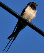 Barn Swallow