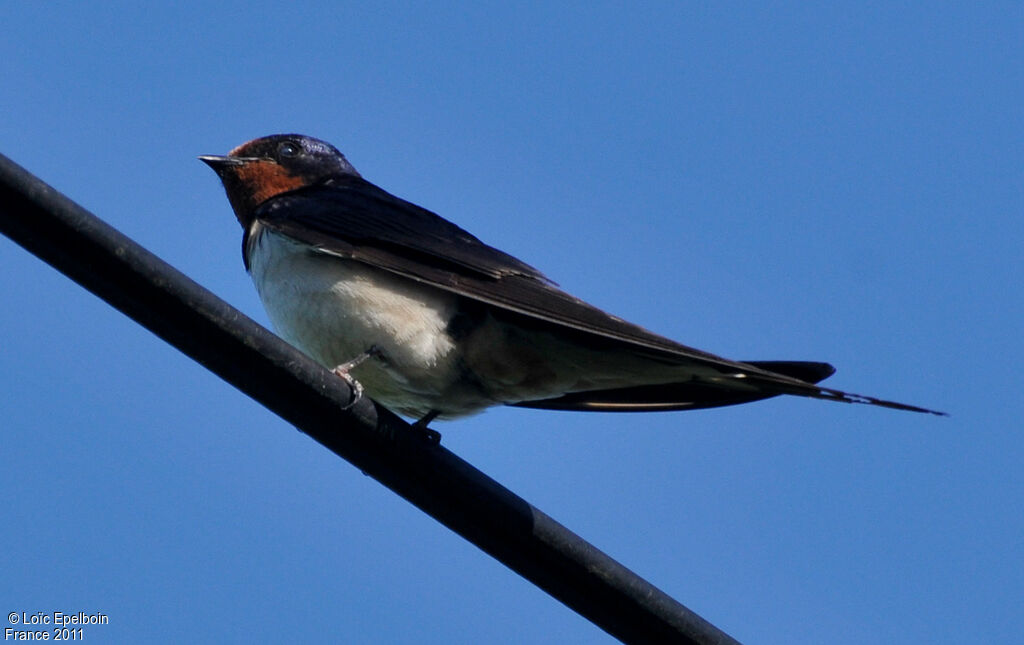 Barn Swallow