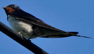 Barn Swallow