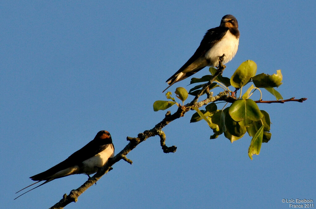 Hirondelle rustique