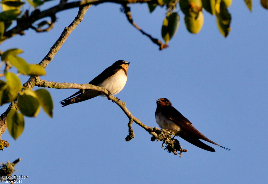 Hirondelle rustique