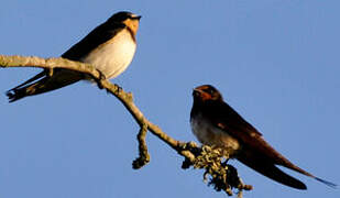 Barn Swallow