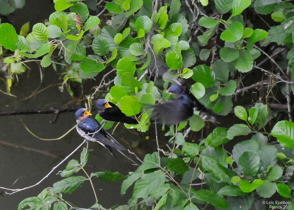 Barn Swallow