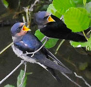 Barn Swallow