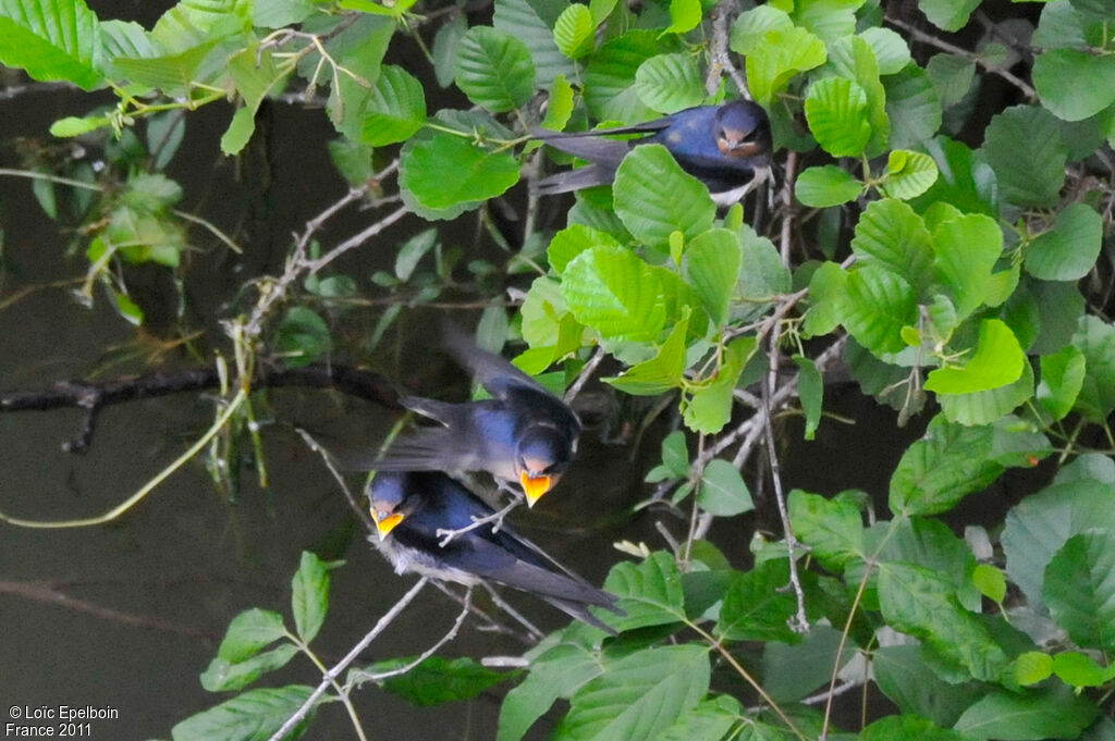 Barn Swallow