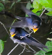 Barn Swallow