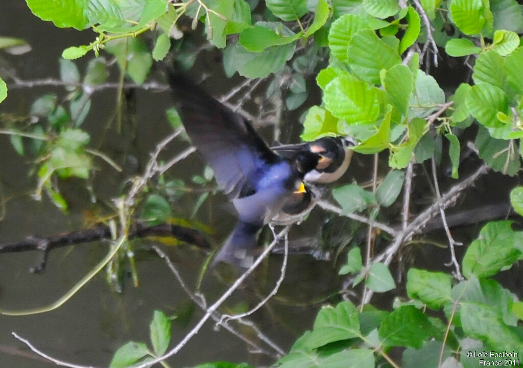 Barn Swallow