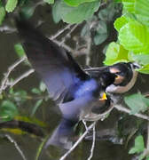 Barn Swallow