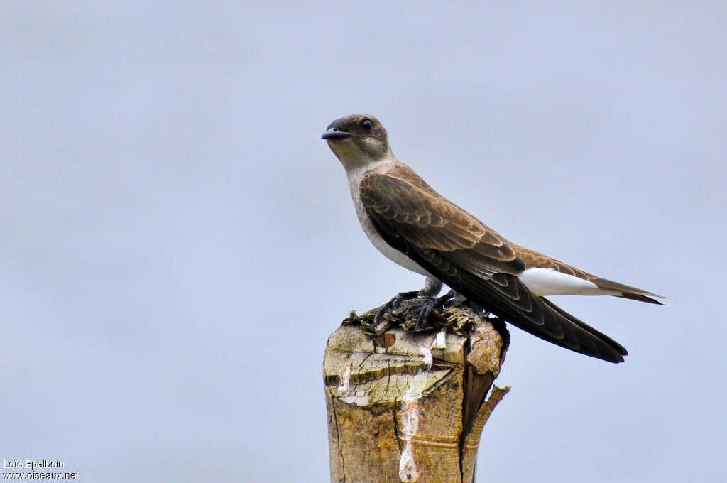 Hirondelle tapère, Comportement