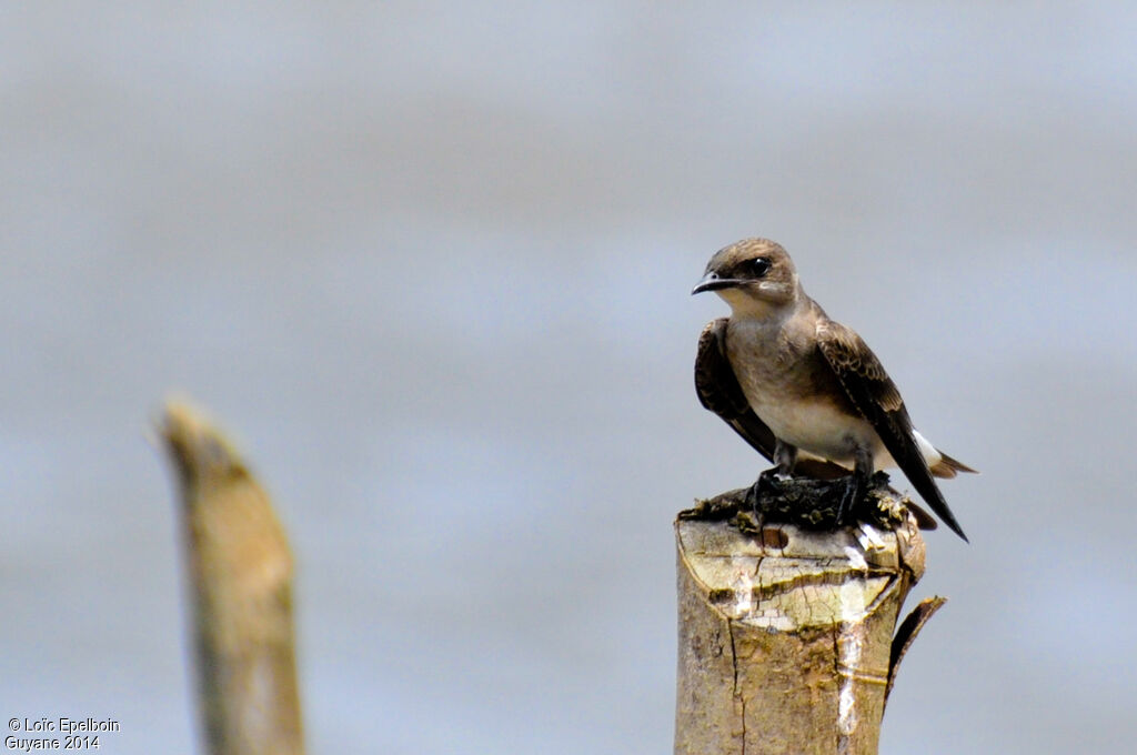 Hirondelle tapère