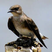 Brown-chested Martin