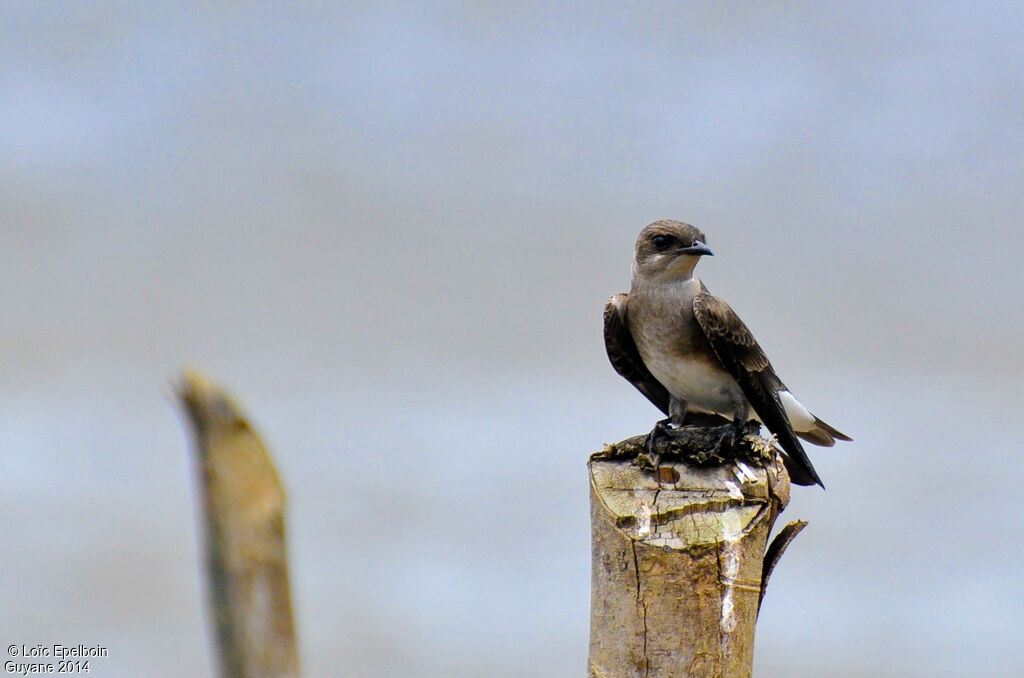 Brown-chested Martin