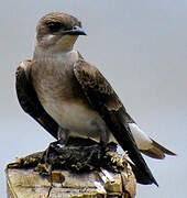 Brown-chested Martin