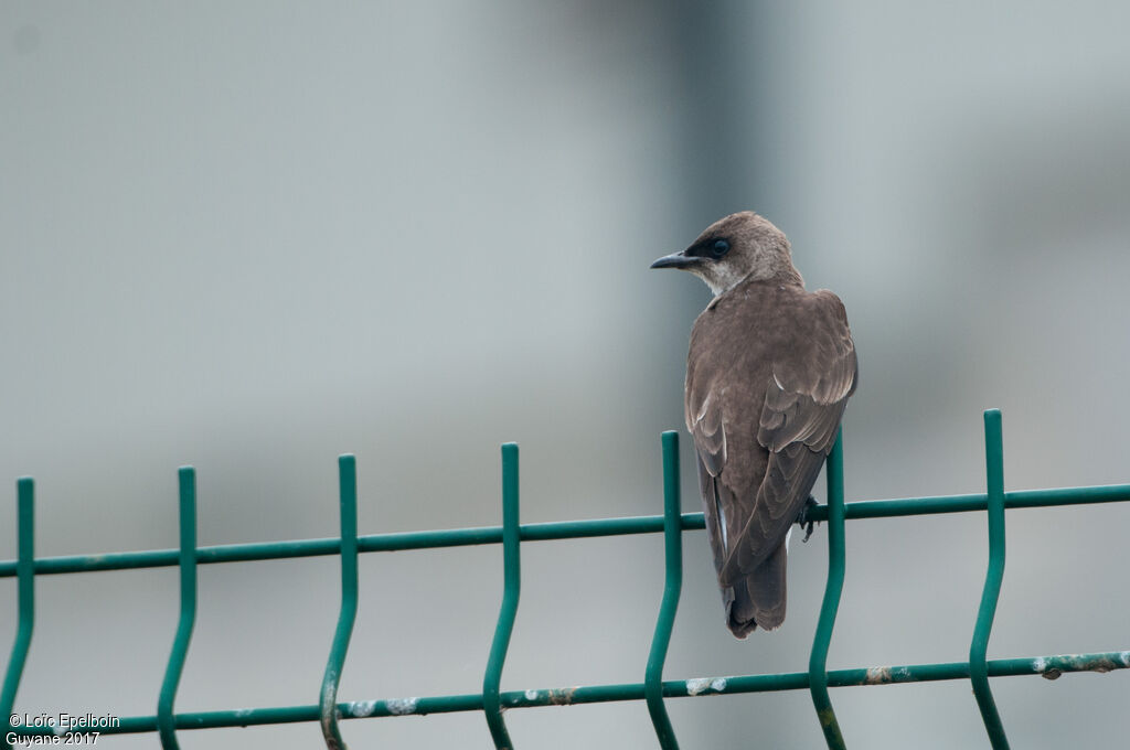 Brown-chested Martin