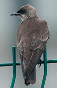 Brown-chested Martin