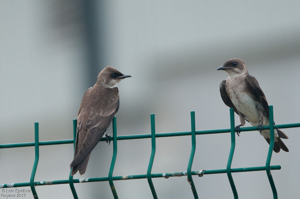 Brown-chested Martin