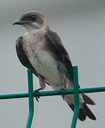 Brown-chested Martin