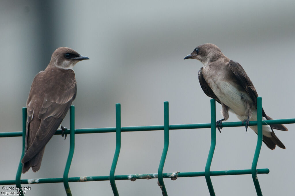 Brown-chested Martin