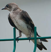 Brown-chested Martin