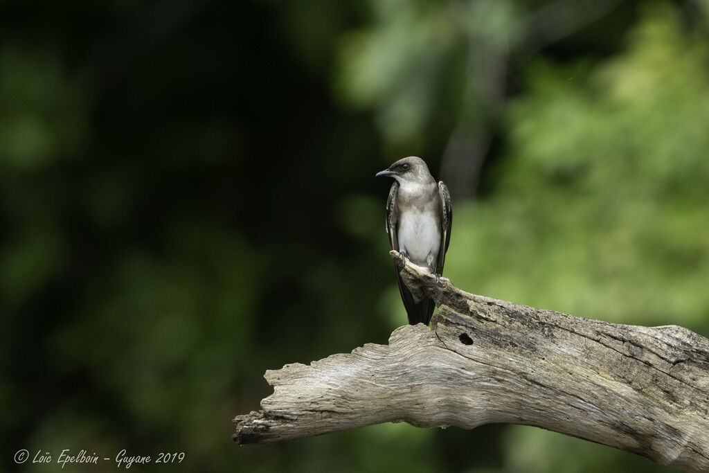 Hirondelle tapère