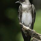 Hirondelle tapère