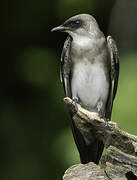 Brown-chested Martin