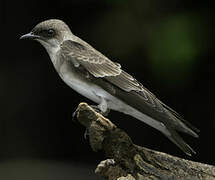 Brown-chested Martin