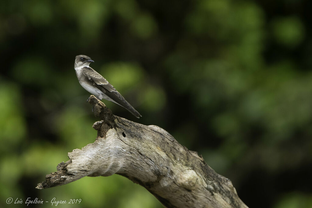 Brown-chested Martin