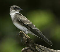 Brown-chested Martin