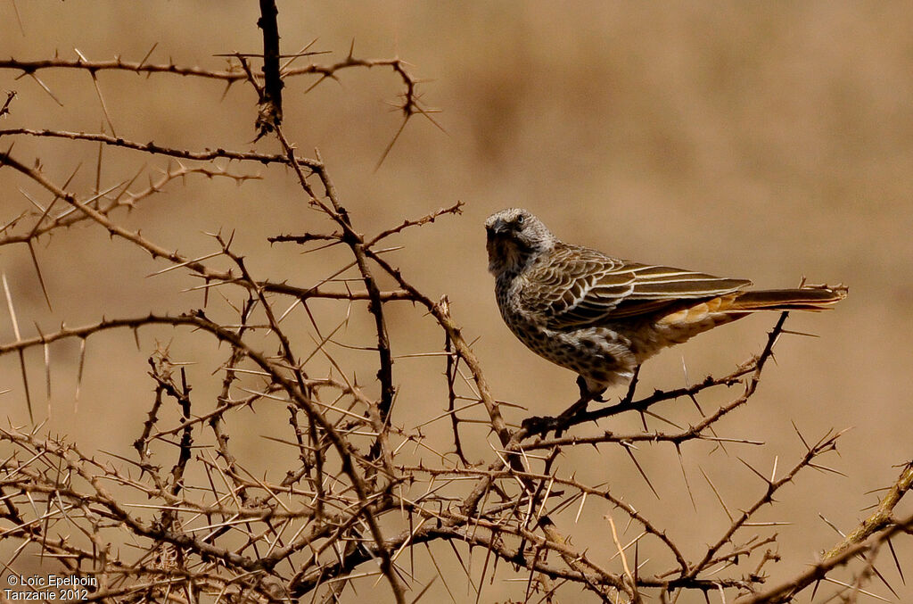 Rufous-tailed Weaver