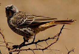 Rufous-tailed Weaver