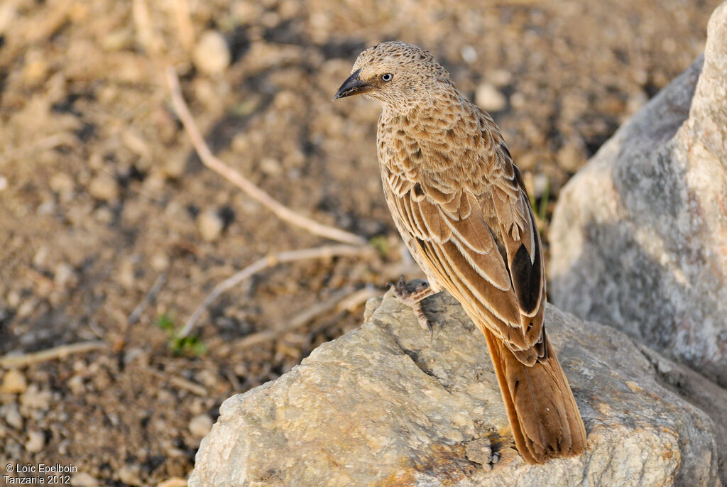 Rufous-tailed Weaver