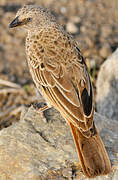 Rufous-tailed Weaver