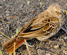 Rufous-tailed Weaver