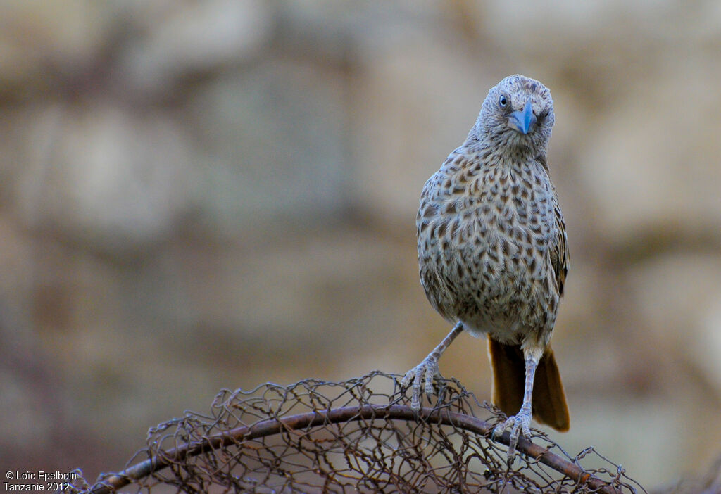 Rufous-tailed Weaver