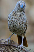 Rufous-tailed Weaver