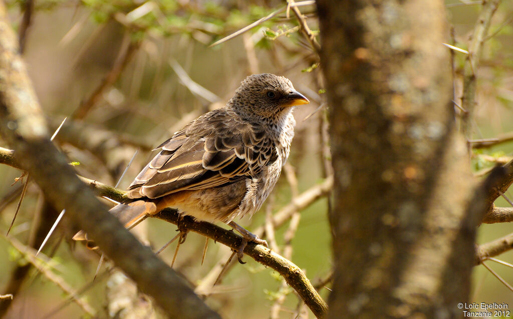 Rufous-tailed Weaver