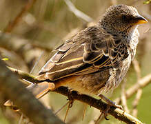 Rufous-tailed Weaver