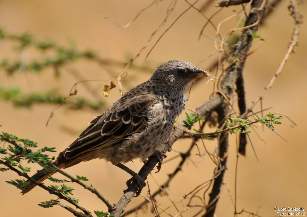 Rufous-tailed Weaver