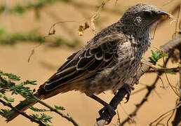 Rufous-tailed Weaver