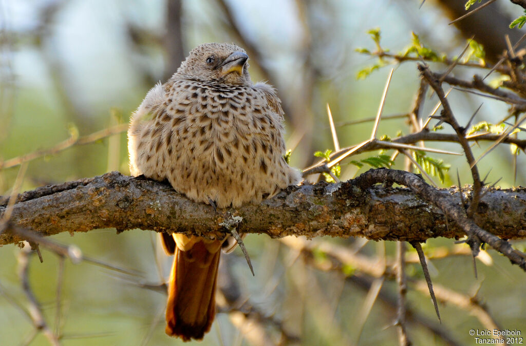 Rufous-tailed Weaver