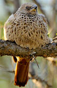 Rufous-tailed Weaver