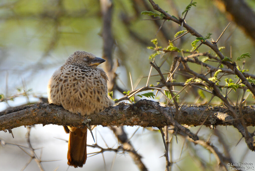 Rufous-tailed Weaver