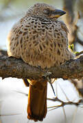 Rufous-tailed Weaver