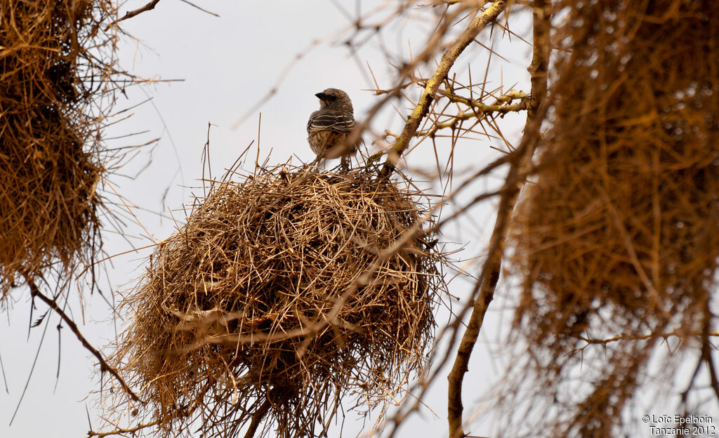 Rufous-tailed Weaver