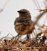 Rufous-tailed Weaver