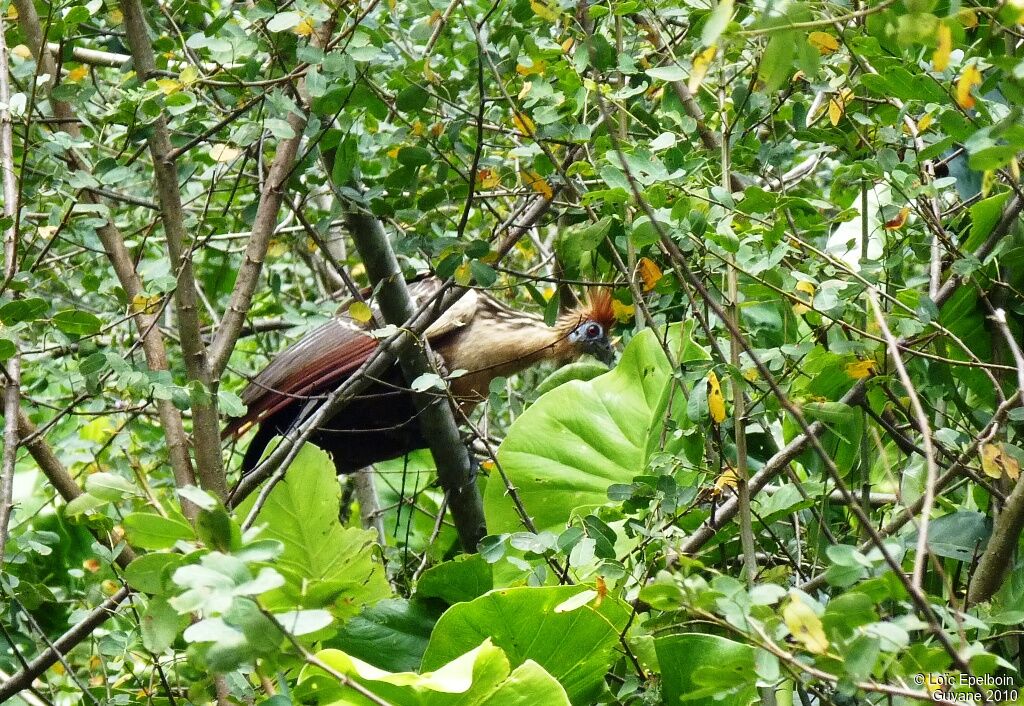 Hoatzin